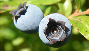 Whittier Farm Blueberries
